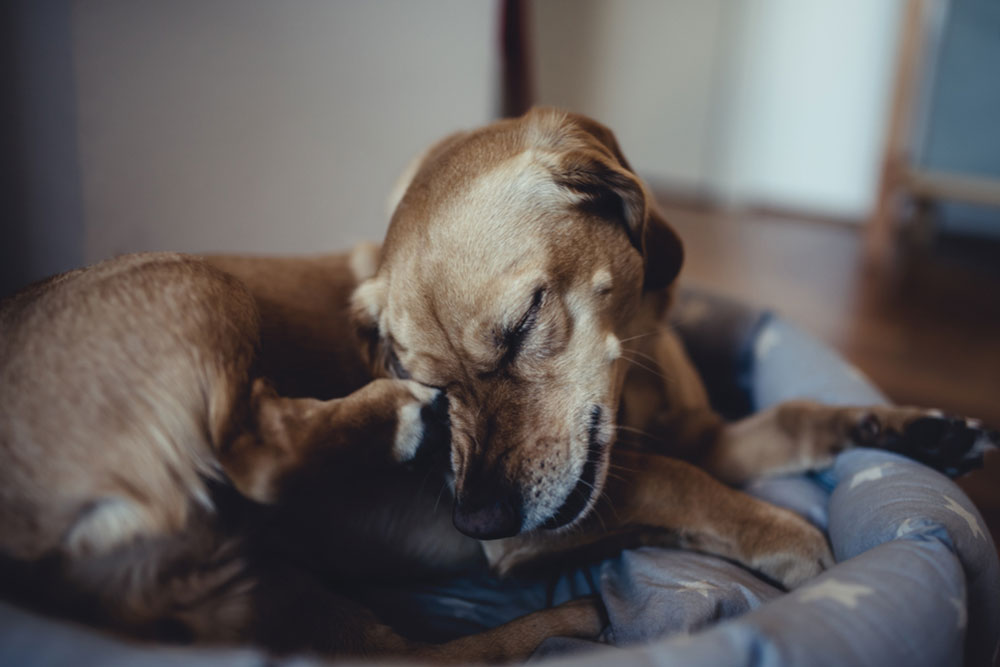 Essential flea medicines to keep your canine’s fur healthy